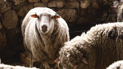 Ставропольские овцеводы планируют получить настриг шерсти в 2,7 тыс. тонн