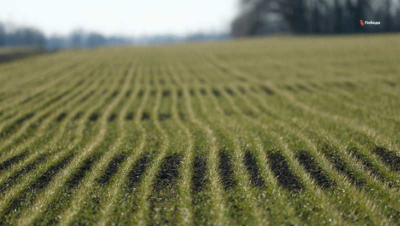 Ставропольские аграрии приступают к азотной подкормке озимых культур