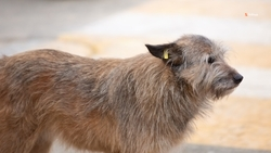 Будённовцам разъяснили, куда обращаться для отлова агрессивных животных