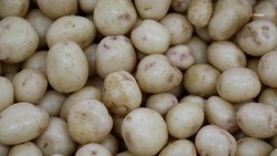 На Прикумье собрали урожай раннего картофеля