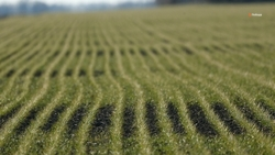 Порядка 380 тыс. га озимых культур охвачено агрострахованием на Ставрополье