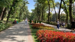 На 15% увеличились объёмы курсбора на Ставрополье