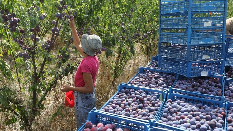 Ставропольские садоводы выполнили 6,2% плана по сбору слив