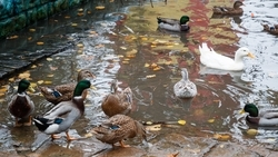 Будённовцам объяснили, почему хлеб может стать причиной гибели птиц