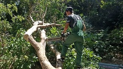 В Будённовске вывезли порядка трёх тонн аварийных деревьев