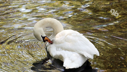 Стаю лебедей вновь заметили в Будённовске