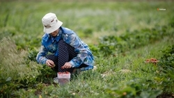 Свыше 161 млн рублей направят на поддержку ставропольских фермеров