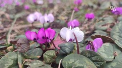 Цветущие поляны ботсада в Ставрополе могут порадовать женщин на 8 Марта