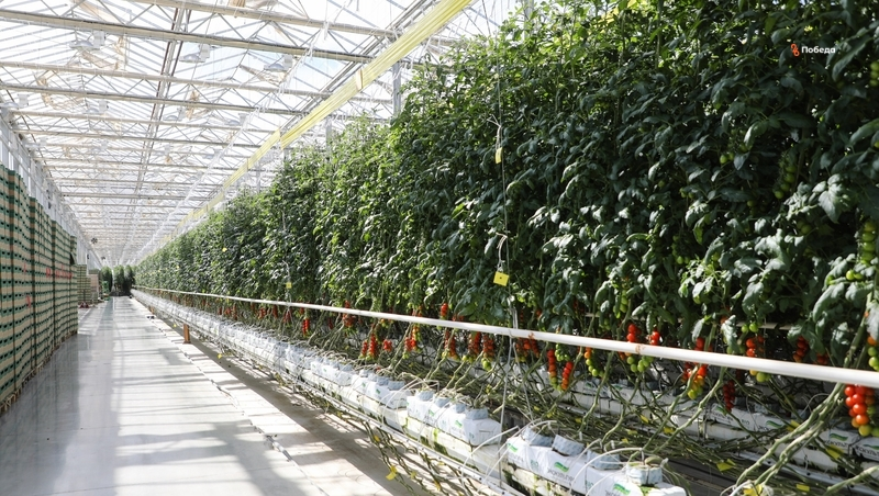 До конца года на Ставрополье реализуют 23 аграрных инвестпроекта