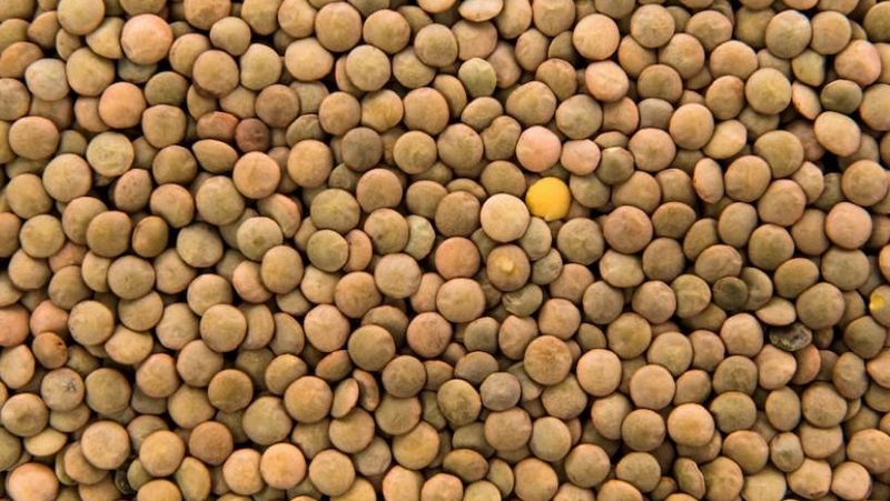 На Ставрополье собрали 7,7 тонн чечевицы