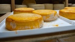 Около 30 т ставропольских продуктов реализовали на чемпионате по пахоте