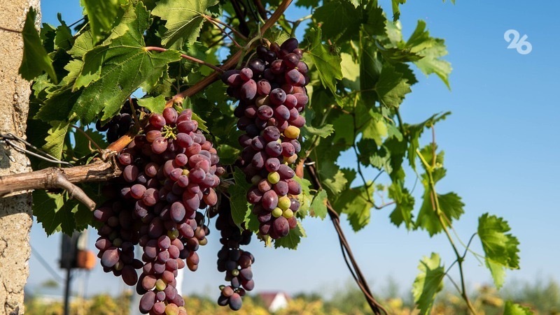 Будённовский округ оказался в лидерах по сбору винограда на Ставрополье