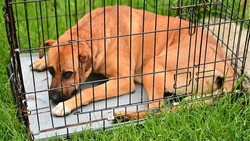 Более 40 безнадзорных собак отловили в Будённовске