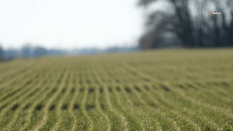 На Ставрополье завершён весенний сев на площади 846 тыс. га