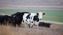 Объём производства молока на Ставрополье планируют увеличить на 6% к 2025 году