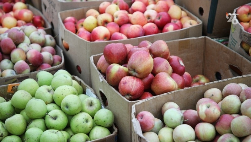 Сбор яблок стартовал в Будённовском округе