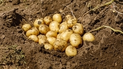 Ставропольские аграрии собрали свыше 88 тыс. картофеля