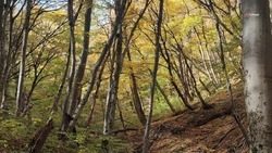 Проект по воссозданию лесных полос разработают на Ставрополье 