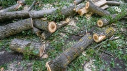 Деревья в Будённовске кронируют для сохранения их стволов — глава округа